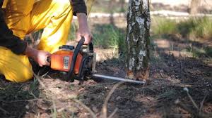 Best Tree Risk Assessment  in Premont, TX